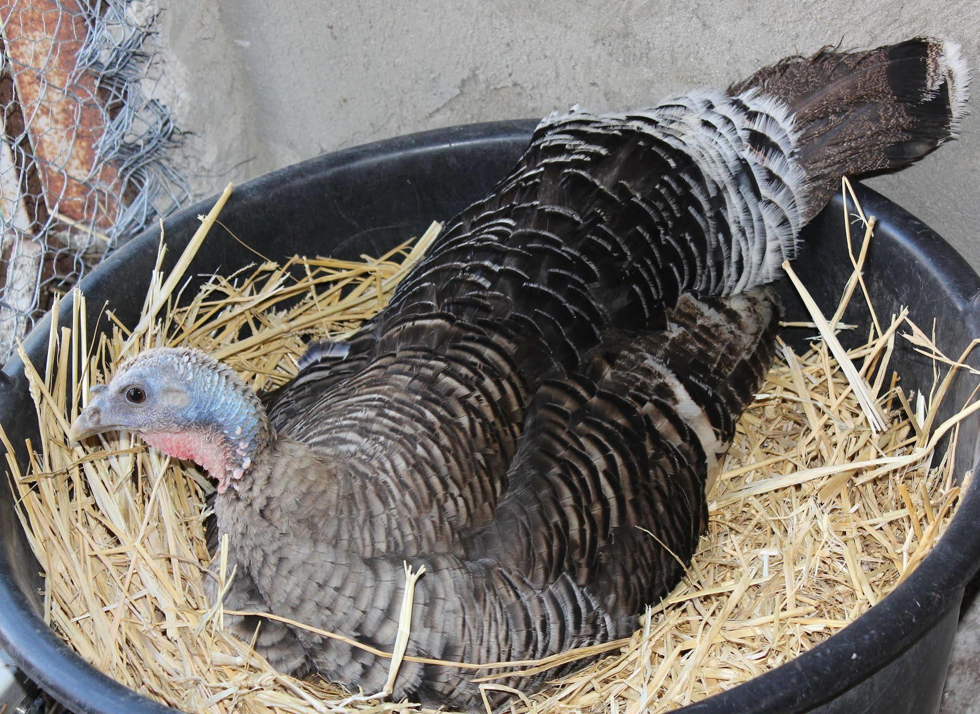 La Casa Di Bacco Bauernhof *