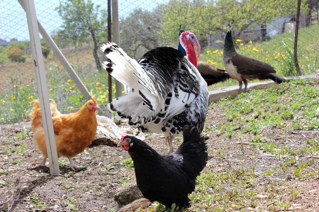 La Casa Di Bacco Vakantieboerderij Agrigento