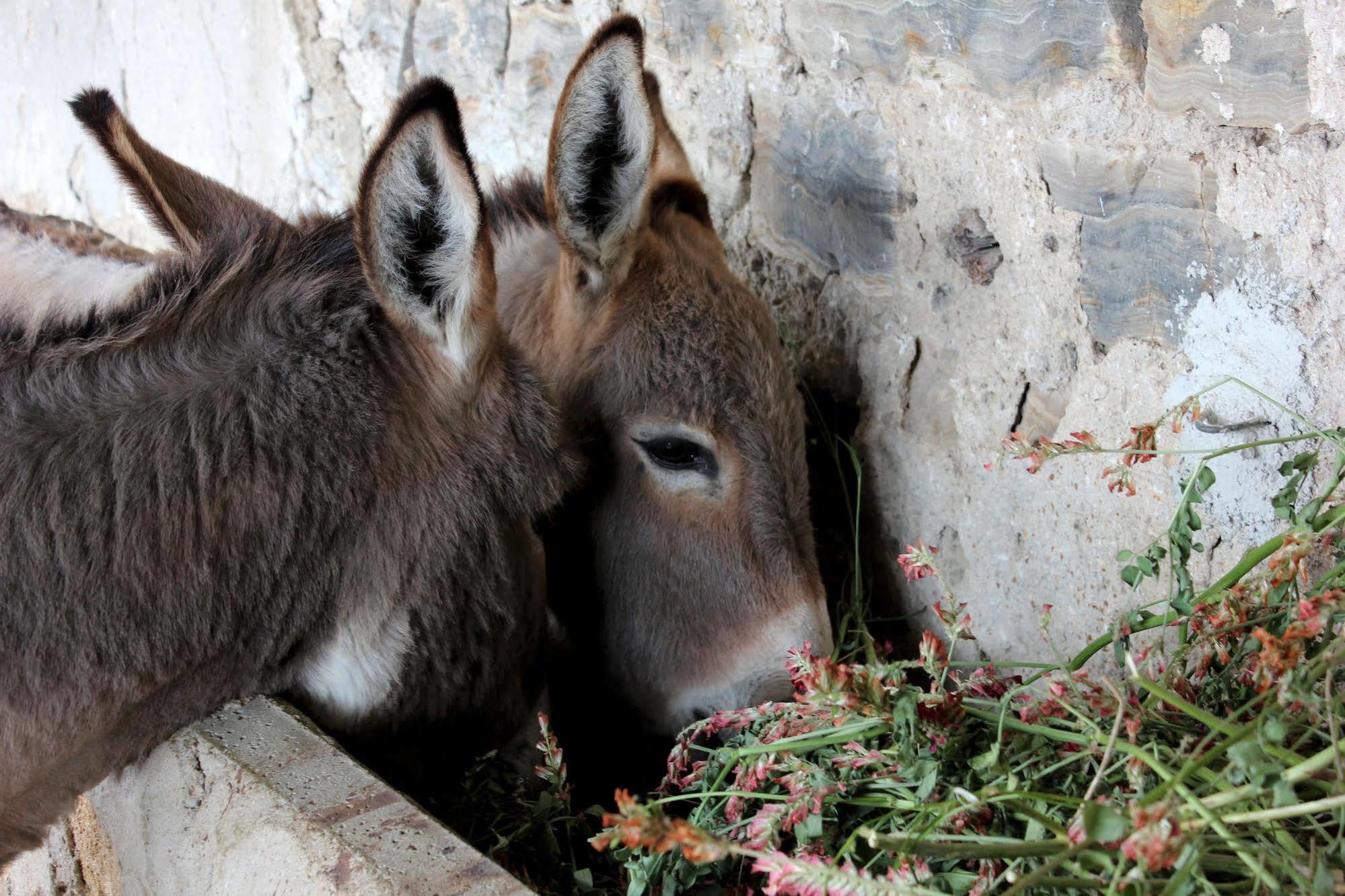 Alojamento de Turismo Rural La Casa Di Bacco Agrigento